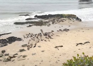 Vandenberg Rocket Launches Spooking Carpinteria Harbor Seals